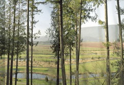 STULTIENS, ANDREA. Low Land - High Hills.